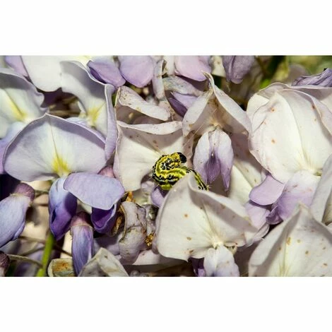 2x COMPO Bio Buchsbaumzünslerfalle Nachfüller 3er, Insektizidfrei, für 180m² 2x COMPO Bio Buchsbaumzünslerfalle Nachfüller 3er, Insektizidfrei, Für 180m² -COMPO Shop 25811433 3