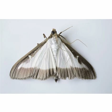 6x COMPO Bio Buchsbaumzünslerfalle Nachfüller 3er, Insektizidfrei, für 180m² 6x COMPO Bio Buchsbaumzünslerfalle Nachfüller 3er, Insektizidfrei, Für 180m² -COMPO Shop 25811482 2