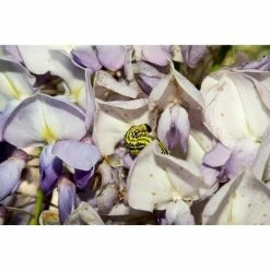 6x COMPO Bio Buchsbaumzünslerfalle Nachfüller 3er, Insektizidfrei, Für 180m² 4 6x COMPO Bio Buchsbaumzünslerfalle Nachfüller 3er, Insektizidfrei, Für 180m² -COMPO Shop 25811482 3