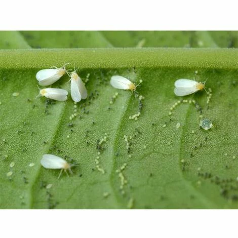 COMPO Schädlings-frei plus AF Anwendungsfertig Läuse Milben 2x 500 ml COMPO Schädlings-frei Plus AF Anwendungsfertig Läuse Milben 2x 500 Ml -COMPO Shop 26507219 5