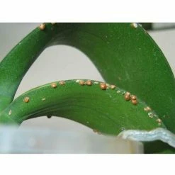 COMPO Schädlings-frei Plus AF Anwendungsfertig Läuse Milben 3x 500 Ml 5 COMPO Schädlings-frei Plus AF Anwendungsfertig Läuse Milben 3x 500 Ml -COMPO Shop 26507225 4