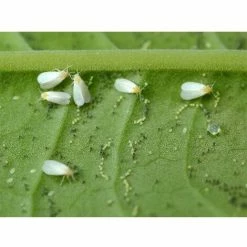 COMPO Schädlings-frei Plus AF Anwendungsfertig Läuse Milben 4x 500 Ml -COMPO Shop 26507231 5